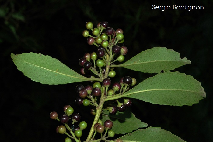 Ilex dumosa