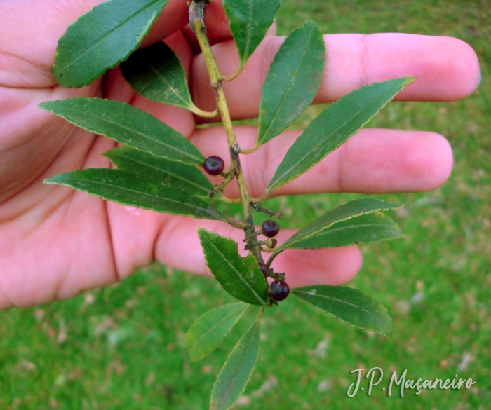 Ilex dumosa