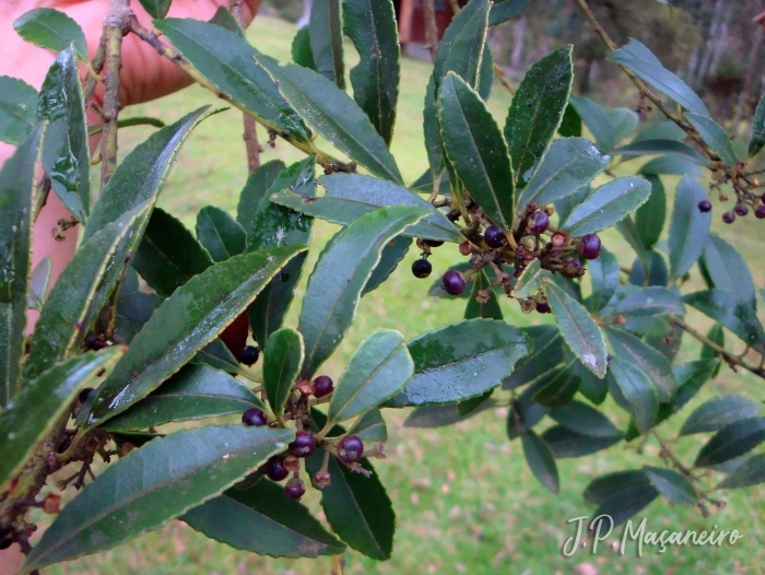 Ilex dumosa