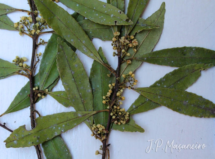 Ilex dumosa