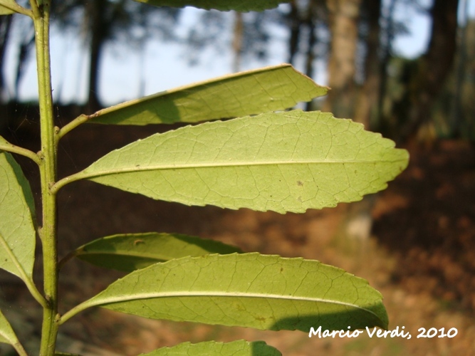 Ilex dumosa