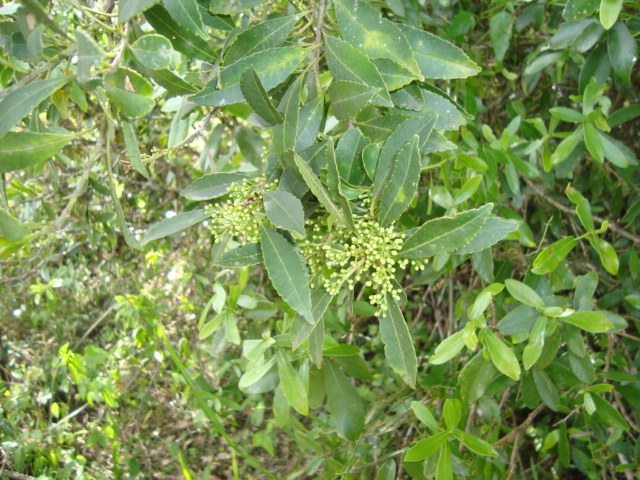 Ilex dumosa