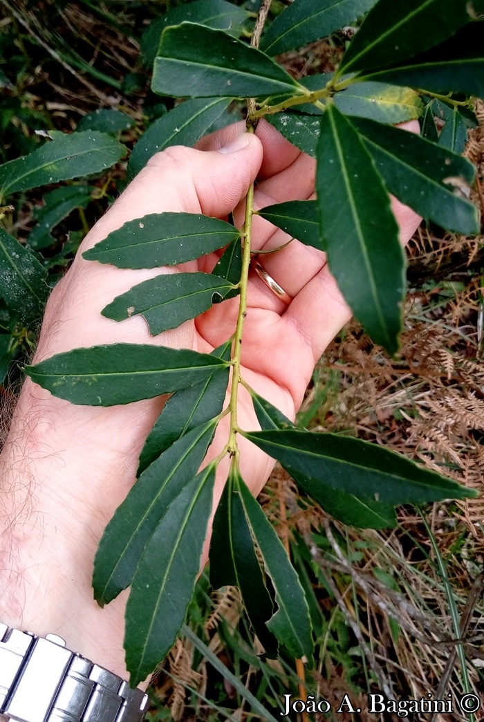 Ilex dumosa