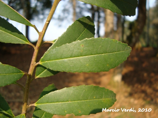 Ilex dumosa