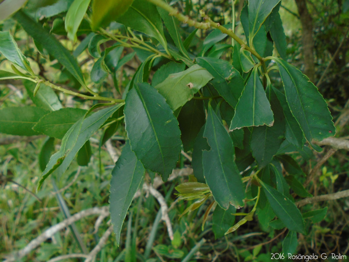 Ilex dumosa