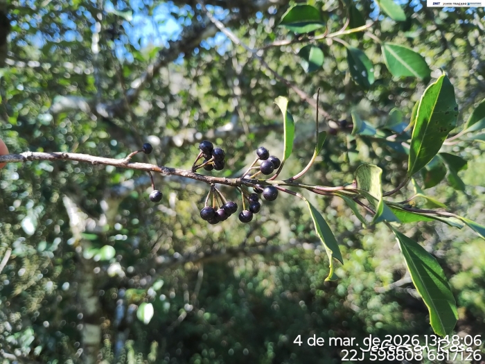 Ilex dumosa