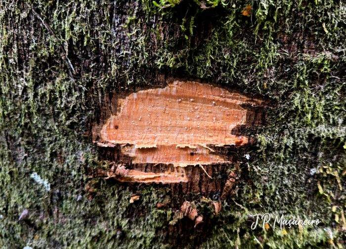 Jacaratia spinosa