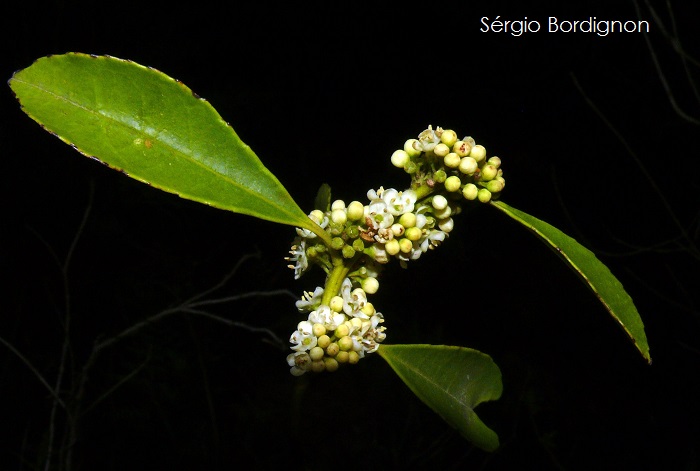 Ilex dumosa