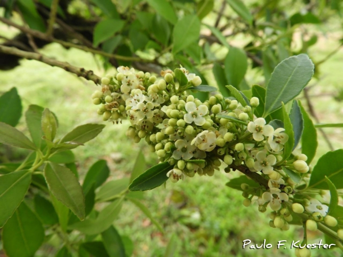 Ilex dumosa