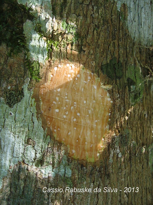 Jacaratia spinosa