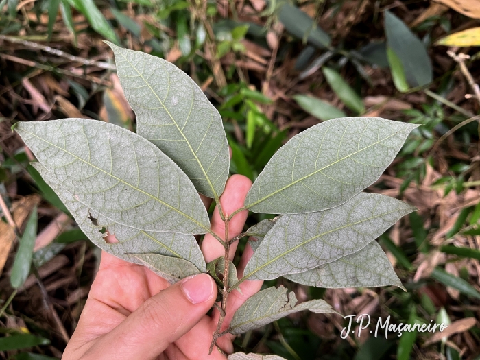 Trigonia nivea
