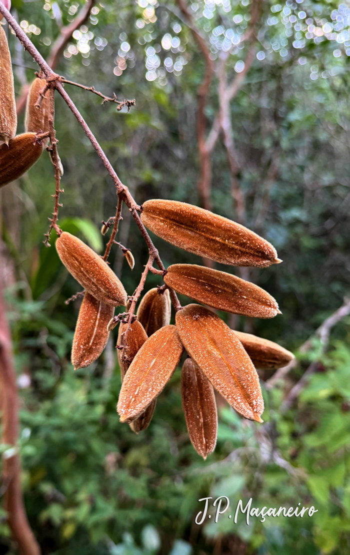 Trigonia nivea