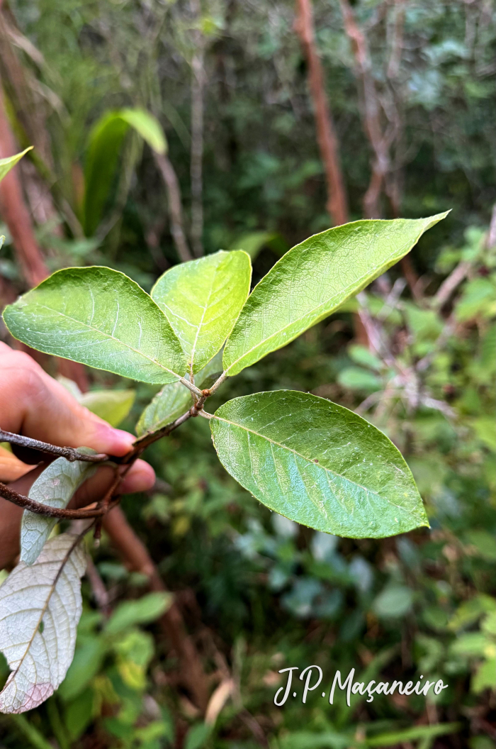 Trigonia nivea
