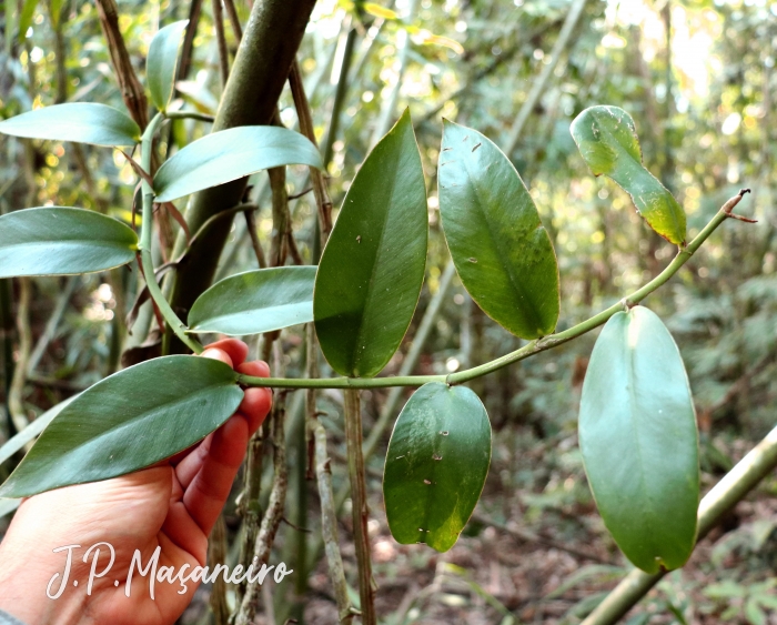 Heteropsis rigidifolia