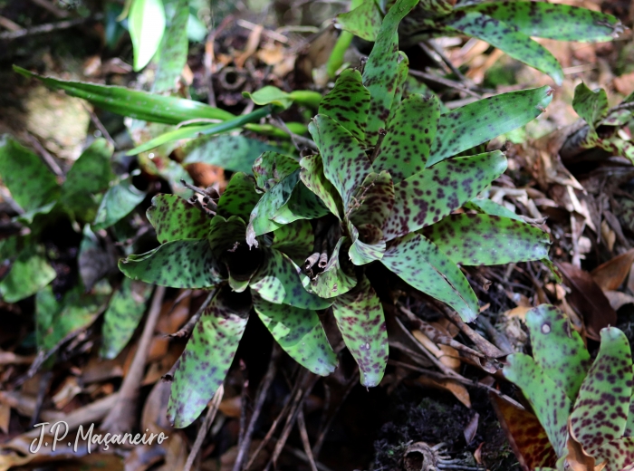 Vriesea guttata