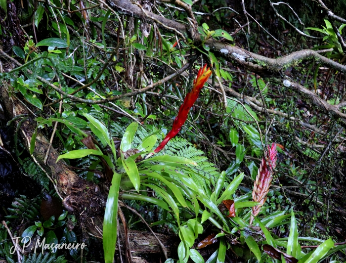 Vriesea incurvata