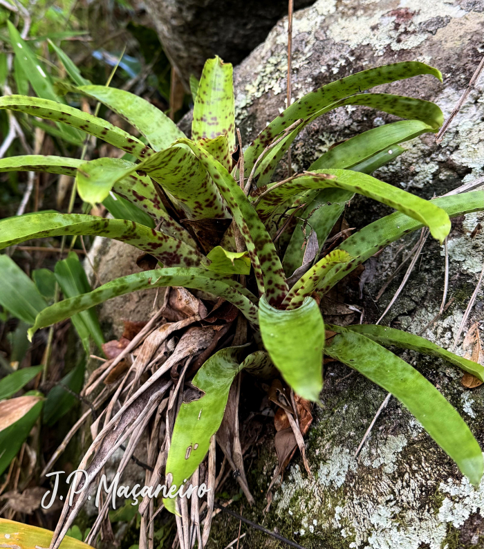 Vriesea guttata