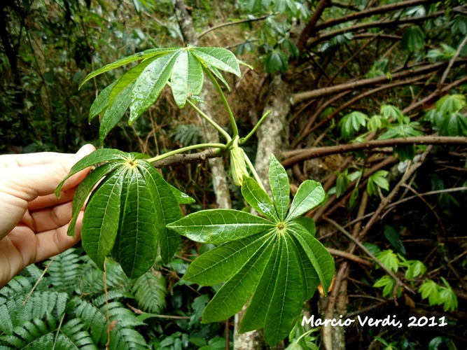 Jacaratia spinosa