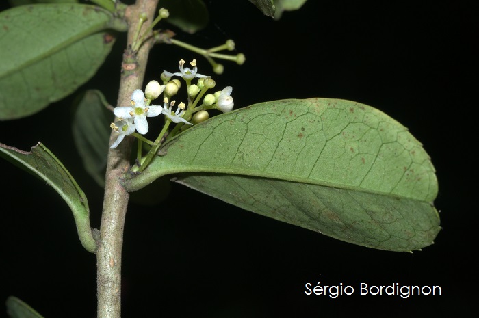 Ilex pseudobuxus