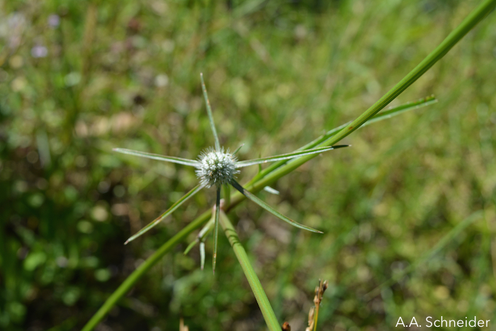 Eryngium echinatum