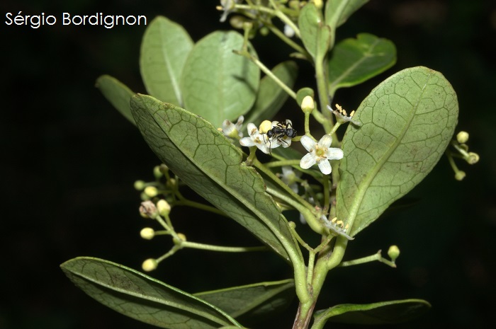 Ilex pseudobuxus