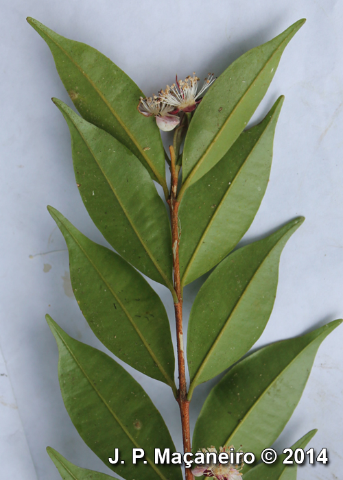 Eugenia kleinii