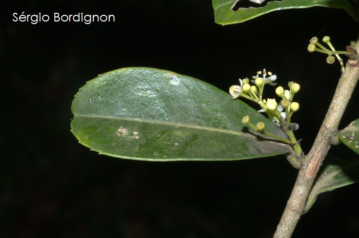 Ilex pseudobuxus