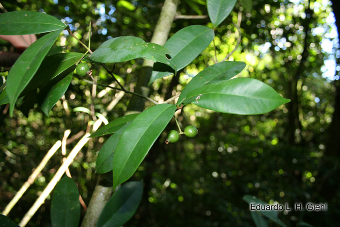 Marlierea eugeniopsoides