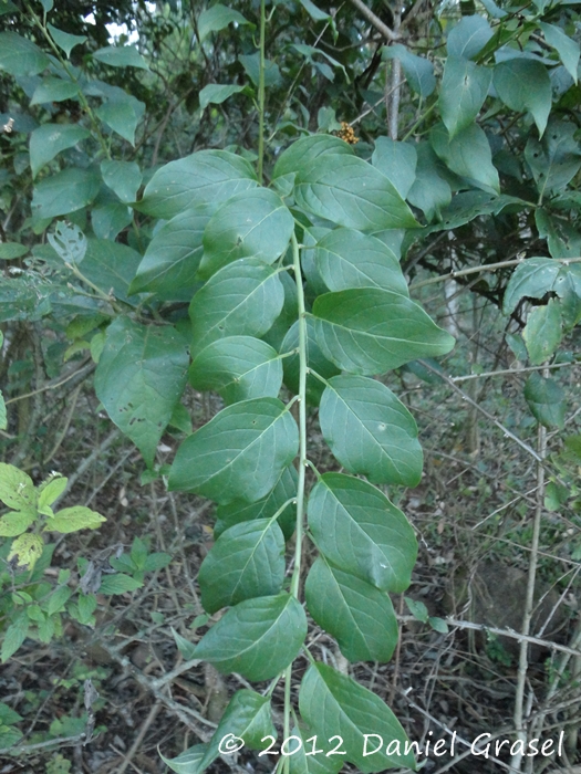 Tournefortia paniculata