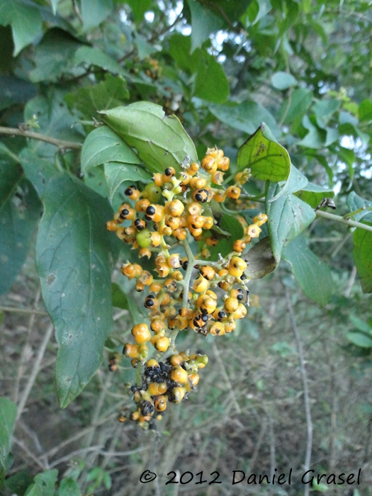 Tournefortia paniculata