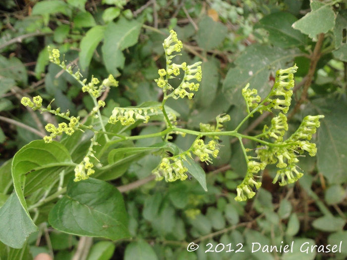 Tournefortia paniculata