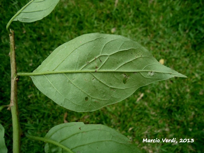 Tournefortia paniculata