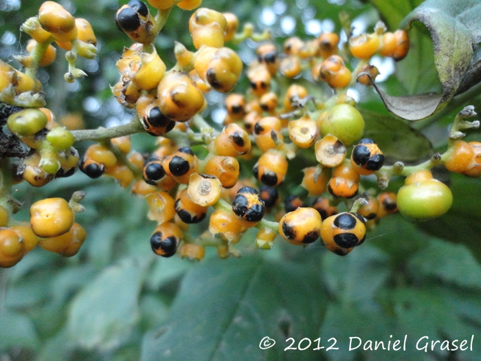 Tournefortia paniculata