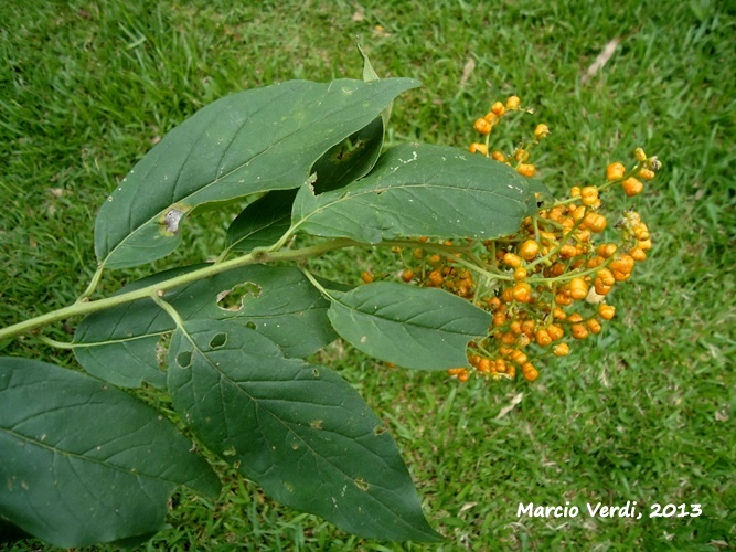 Tournefortia paniculata