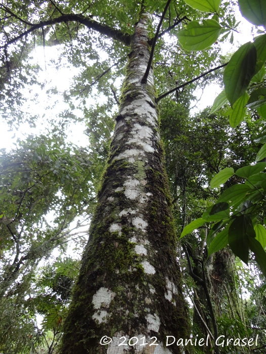 Jacaratia spinosa