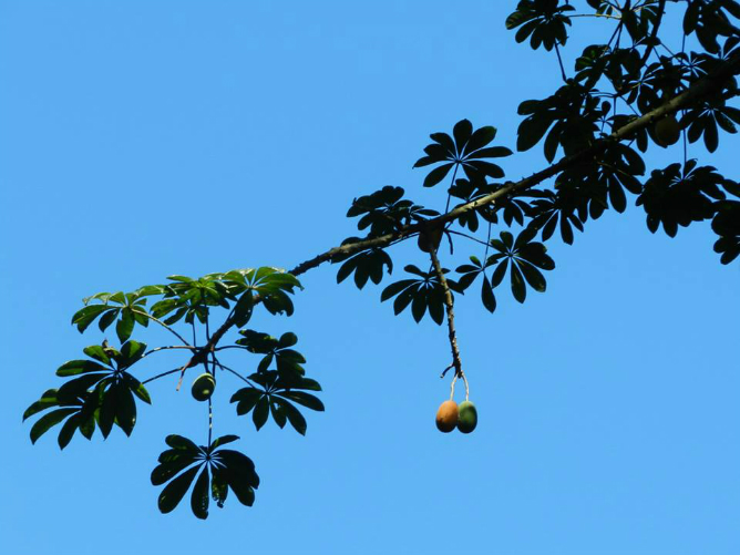 Jacaratia spinosa
