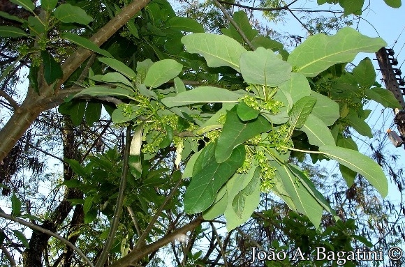 Vasconcellea quercifolia