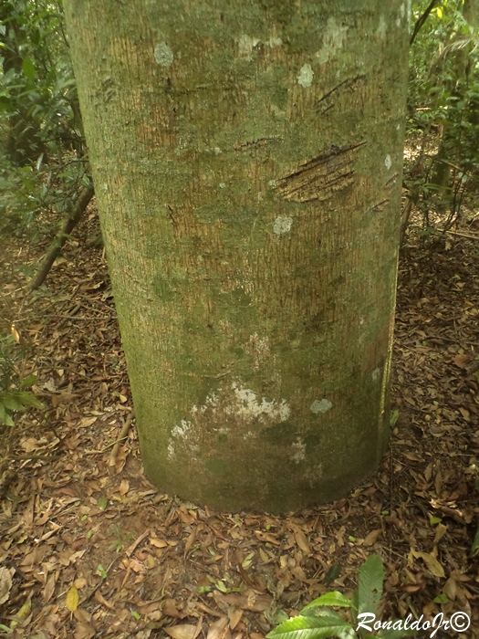 Jacaratia spinosa