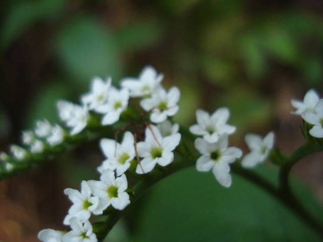 Heliotropium transalpinum