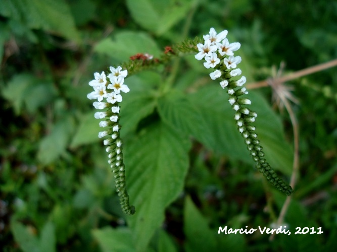 Heliotropium transalpinum