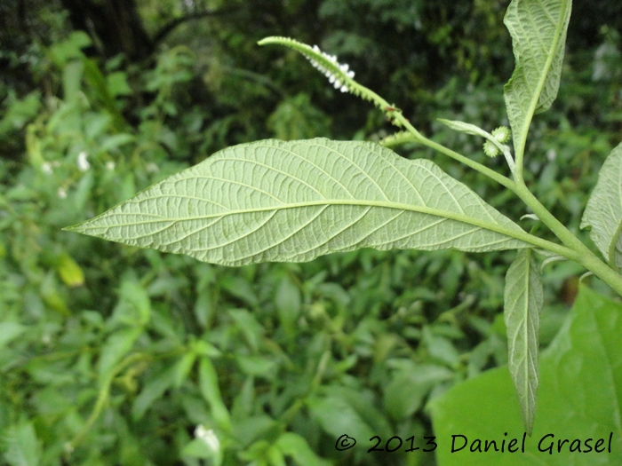 Heliotropium transalpinum