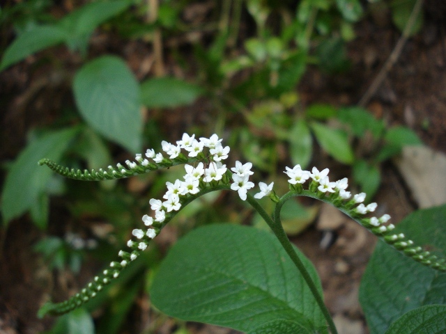 Heliotropium transalpinum