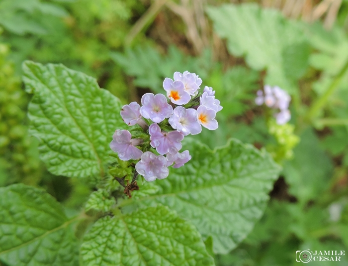 Heliotropium nicotianaefolium