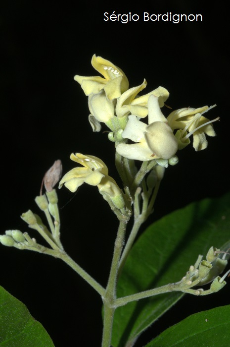 Tynanthus elegans