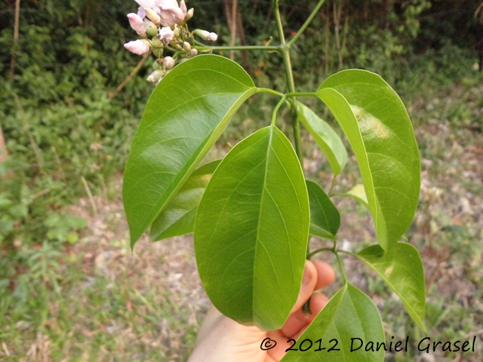 Fridericia mutabilis