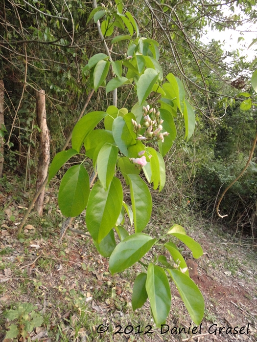 Fridericia mutabilis