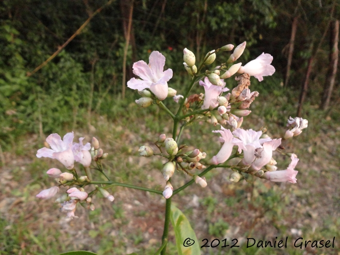 Fridericia mutabilis