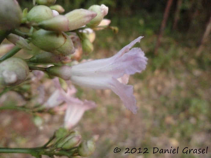 Fridericia mutabilis