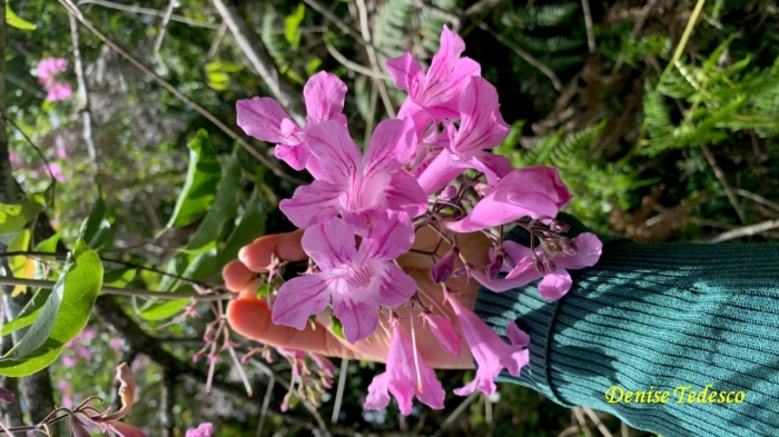 Cuspidaria convoluta