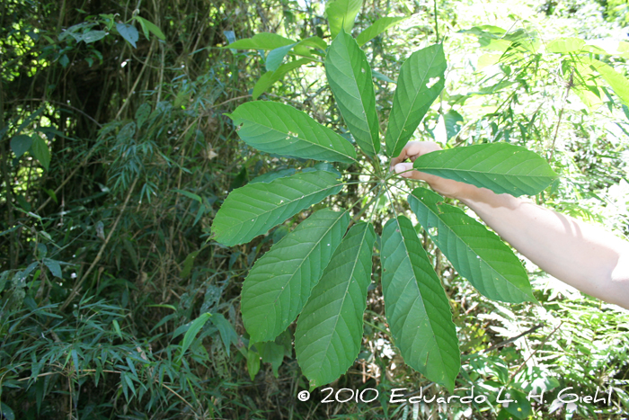 Didymopanax morototoni